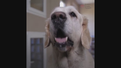 Collier anti-aboiement à ultrasons pour chien